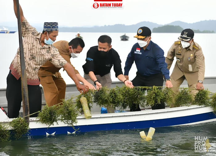Gubernur Ansar saat mengunjungi tempat budidaya rumput laut